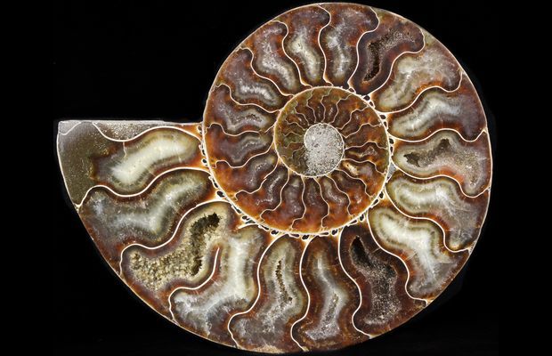 Visuel de la pierre Ammonite